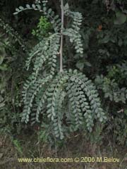 Bild von Sophora cassioides (Pel/Mayu-monte/Pilo)